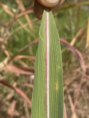 Andropogon gayanus