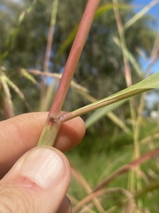 Andropogon gayanus