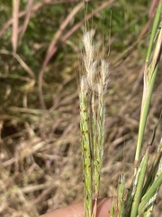 Andropogon gayanus