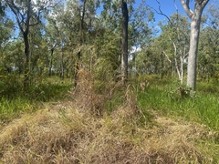 Andropogon gayanus