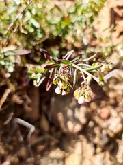 Polygala sphenoptera sphenoptera