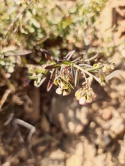 Polygala sphenoptera sphenoptera