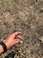 Chlorogalum pomeridianum divaricatum