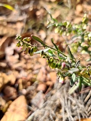 Polygala sphenoptera sphenoptera