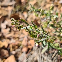 Polygala sphenoptera sphenoptera