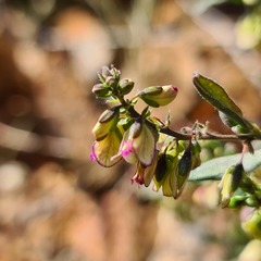 Polygala sphenoptera sphenoptera