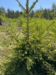 Picea abies