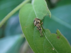 Phytoscaphus triangularis