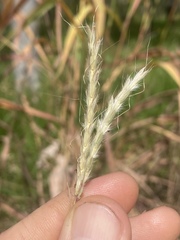 Andropogon gayanus