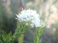 Agathosma hirta