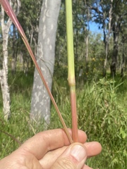 Andropogon gayanus