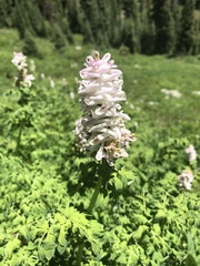 Corydalis caseana