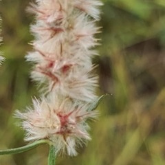 Cyphocarpa angustifolia