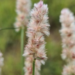 Cyphocarpa angustifolia