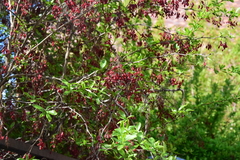 Berberis vulgaris