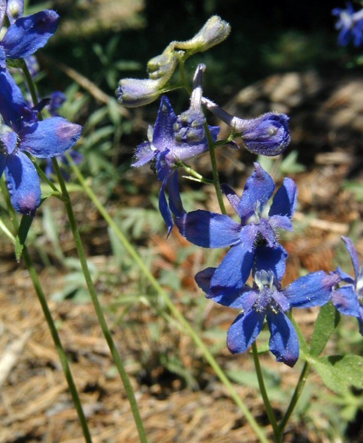Delphinium gracilentum