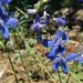 Slender Larkspur - Photo (c) 2009 Barry Breckling, some rights reserved (CC BY-NC-SA)