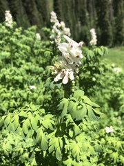 Corydalis caseana
