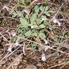 Diclis petiolaris