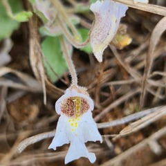Diclis petiolaris