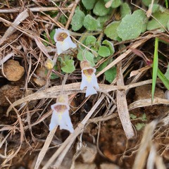 Diclis petiolaris