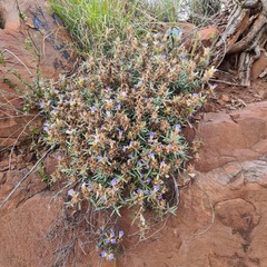 Blepharis subvolubilis