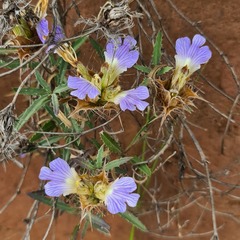 Blepharis subvolubilis