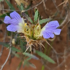 Blepharis subvolubilis