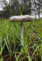 Macrolepiota dolichaula