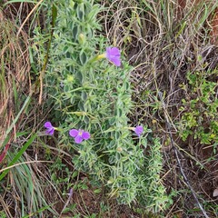 Barleria bremekampii