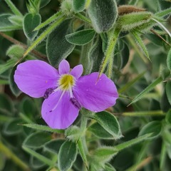 Barleria bremekampii