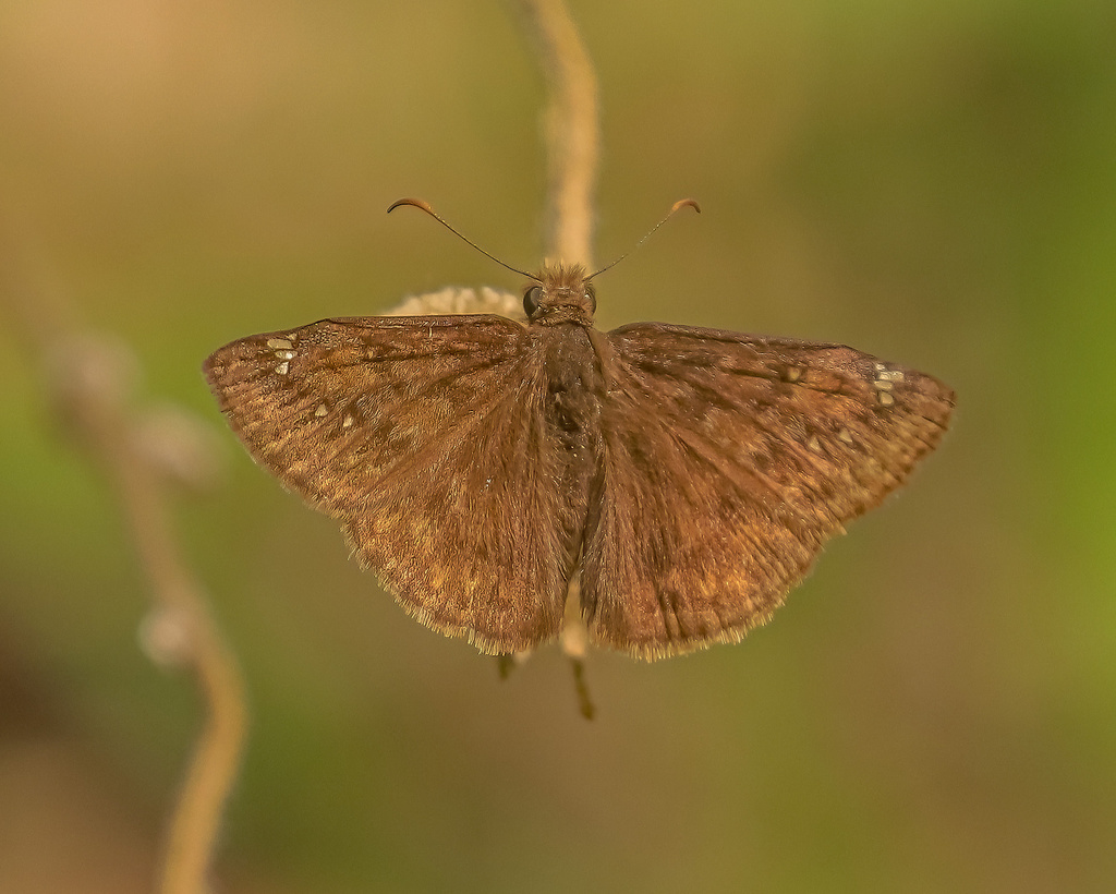 Juvenal's Duskywing from Rainbow Trail, Queensbury, NY, US on May 22