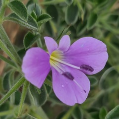 Barleria bremekampii