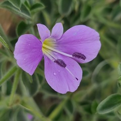 Barleria bremekampii