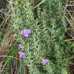 Barleria bremekampii