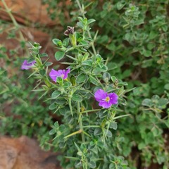 Barleria bremekampii