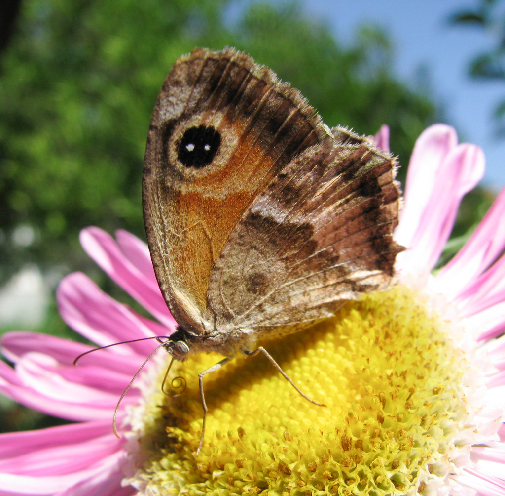 Southern Gatekeeper