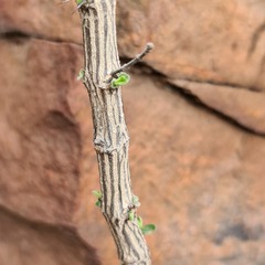 Barleria bremekampii