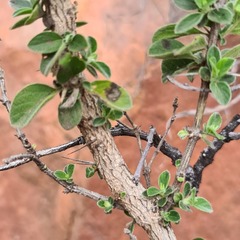 Barleria bremekampii