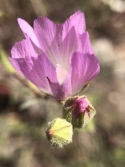 Sidalcea hartwegii
