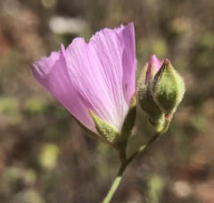Sidalcea hartwegii