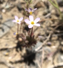 Leptosiphon latisectus