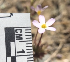 Leptosiphon latisectus