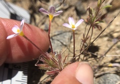 Leptosiphon latisectus