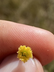 Phacellothrix cladochaeta