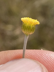 Phacellothrix cladochaeta