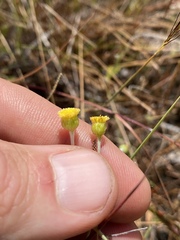 Phacellothrix cladochaeta