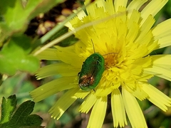 Cryptocephalus aureolus