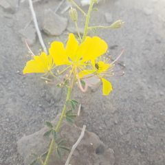 Cleome foliosa lutea