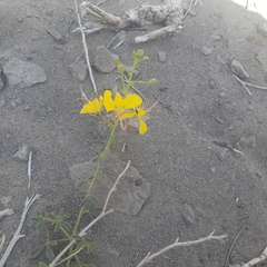 Cleome foliosa lutea